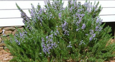 Jak správně pěstovat a pečovat o rozmarýn venku ve středním pruhu